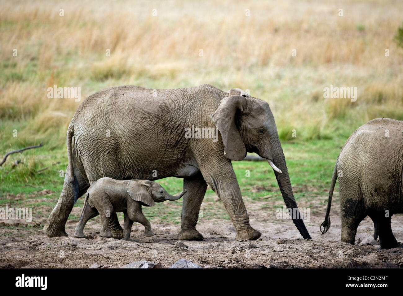 In der Nähe von Rustenburg, Südafrika Pilanesberg National Park. Afrikanische Elefanten, Loxodonta Africana. Mütter und Jugendliche. Stockfoto