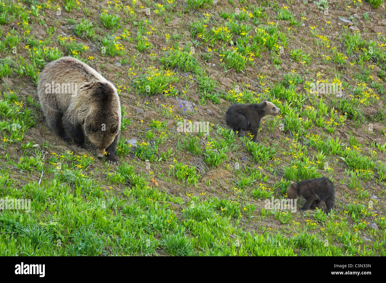 Grizzlybären-Mutter und Jungtiere ernähren sich von Frühlingsblumen Stockfoto