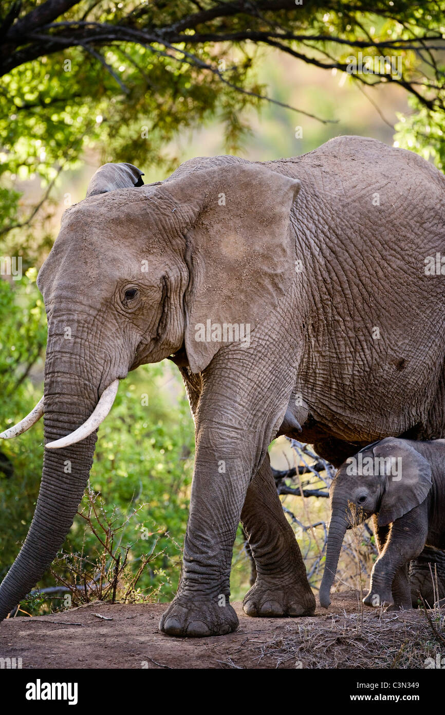 In der Nähe von Rustenburg, Südafrika Pilanesberg National Park. Afrikanische Elefanten, Loxodonta Africana. Mutter und junge. Stockfoto
