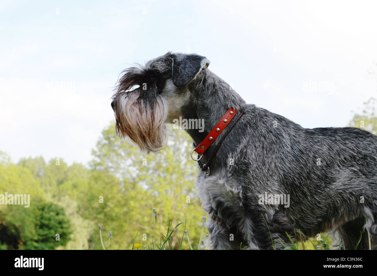 Hund der Rasse Schnauzer im park Stockfoto