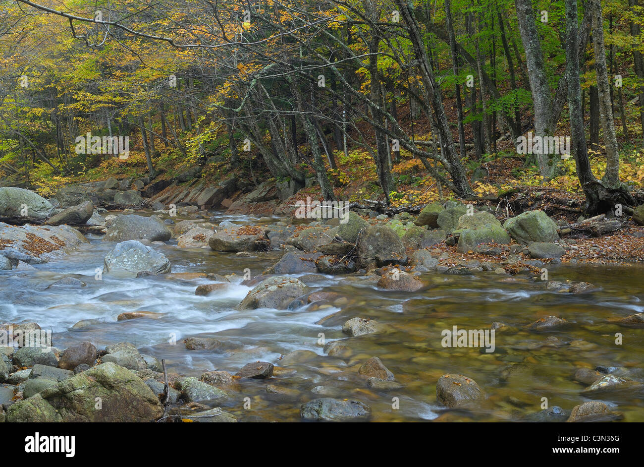Herbst in North Woods Stockfoto