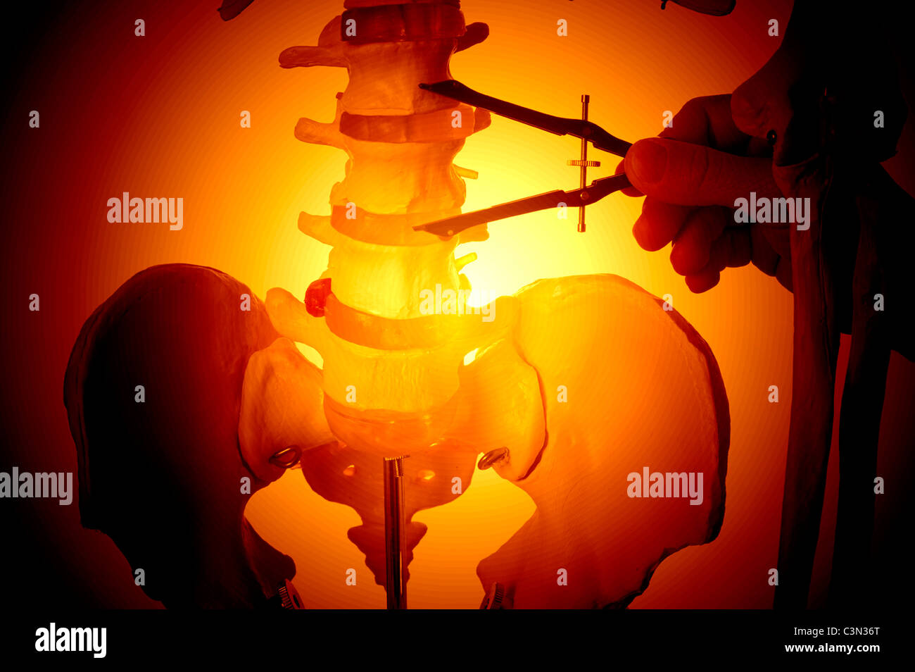 mathematischen Kompass verwendet, um anatomische Skelettmodell Wirbelsäule Fläche messen Stockfoto