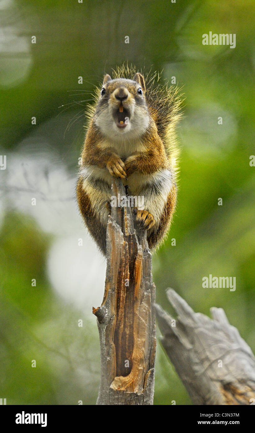 Schreiendes Eichhörnchen Stockfoto
