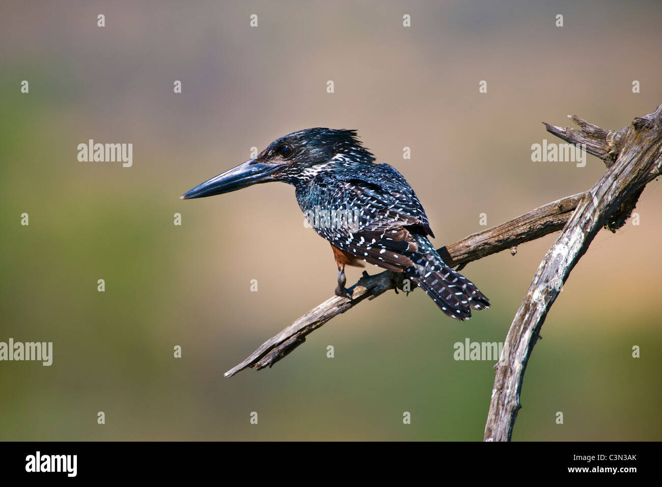 In der Nähe von Rustenburg, Südafrika Pilanesberg National Park. Mankwe ausblenden. Riesiges Kingfisher Megaceryle Maxima, thront auf Zweig. Stockfoto