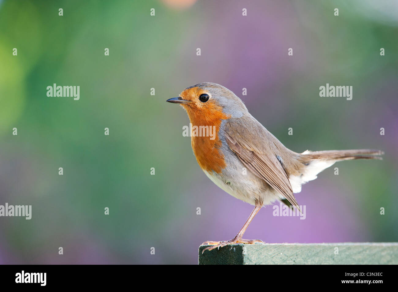 Robin ein Garten Spalier Stockfoto