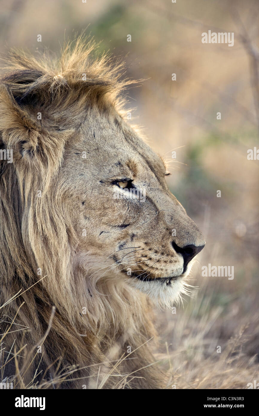 Südafrika, in der Nähe von Zeerust Madikwe Nationalpark. Löwe. (Panthera Leo). Männlich. Stockfoto