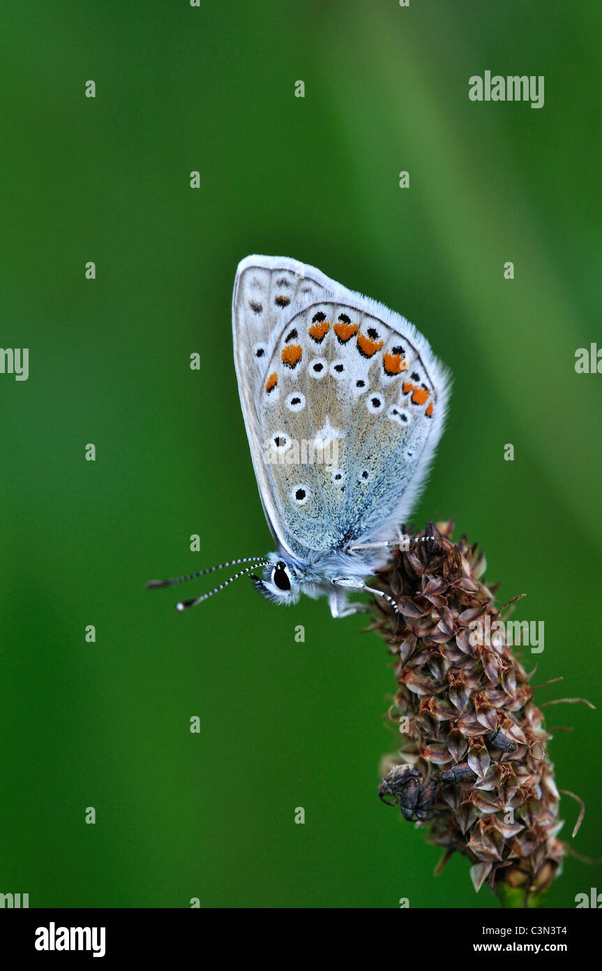 Gemeinsamen blauer Schmetterling (Polyommatus Icarus) auf einer Banane Pflanze Frühling UK Stockfoto