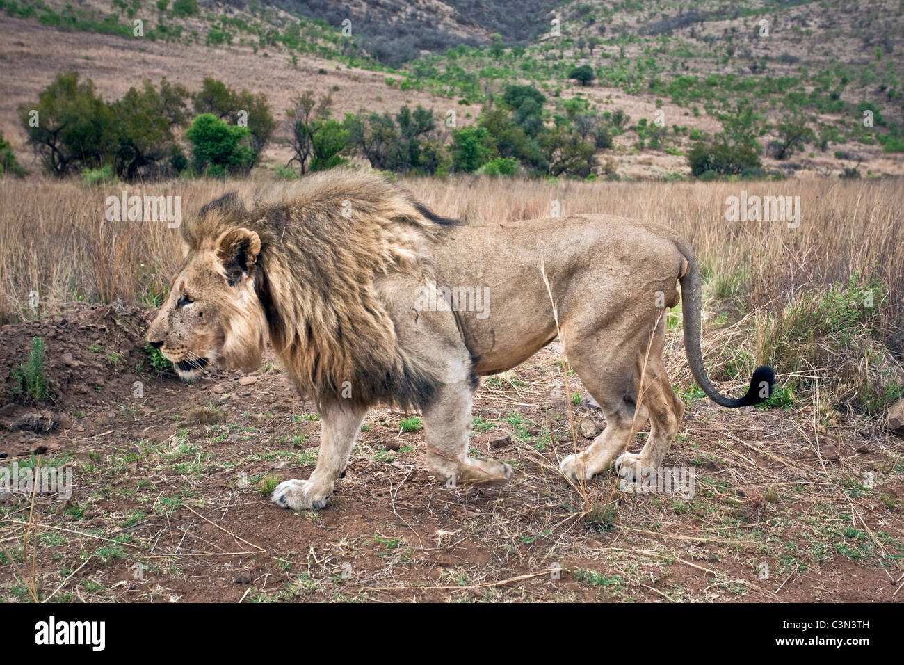 Südafrika, in der Nähe von Zeerust Madikwe Nationalpark. Löwe. (Panthera Leo). Männlich. Stockfoto