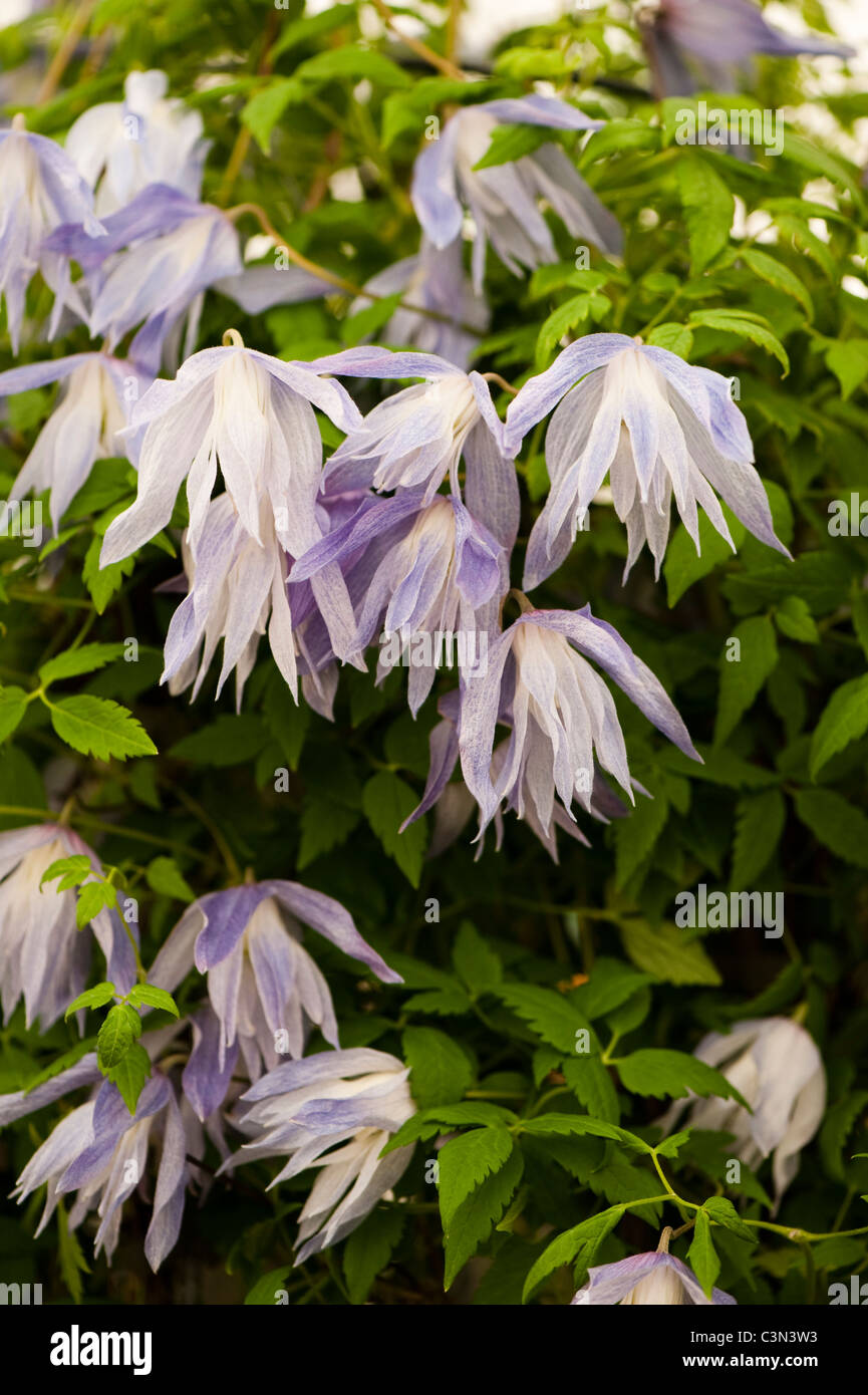 Clematis Macropetala "Wesselton" Stockfoto