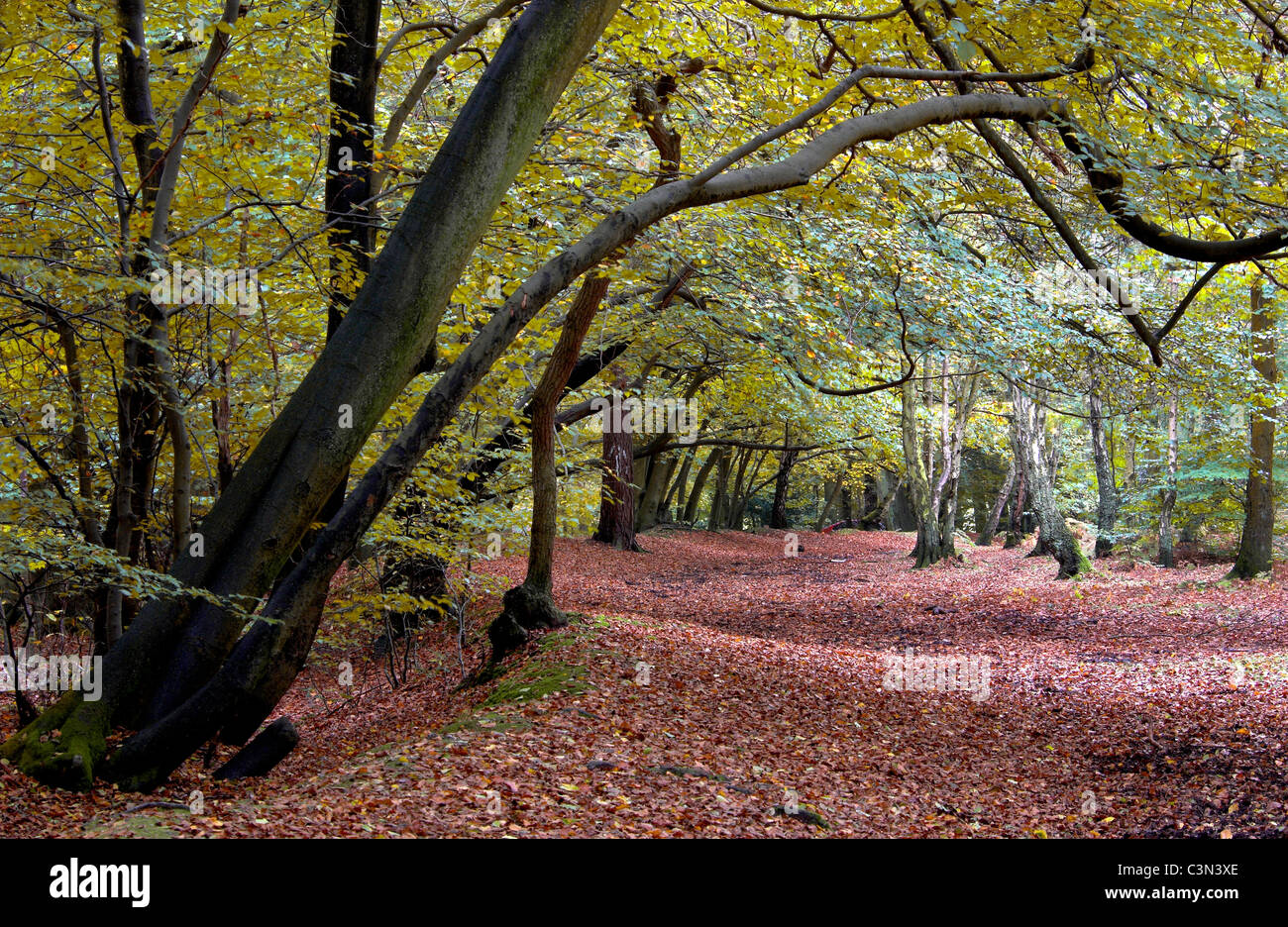 Die hauptsächlich Buche Wald Pullingshill Wood in der Nähe von Marlow UK Stockfoto