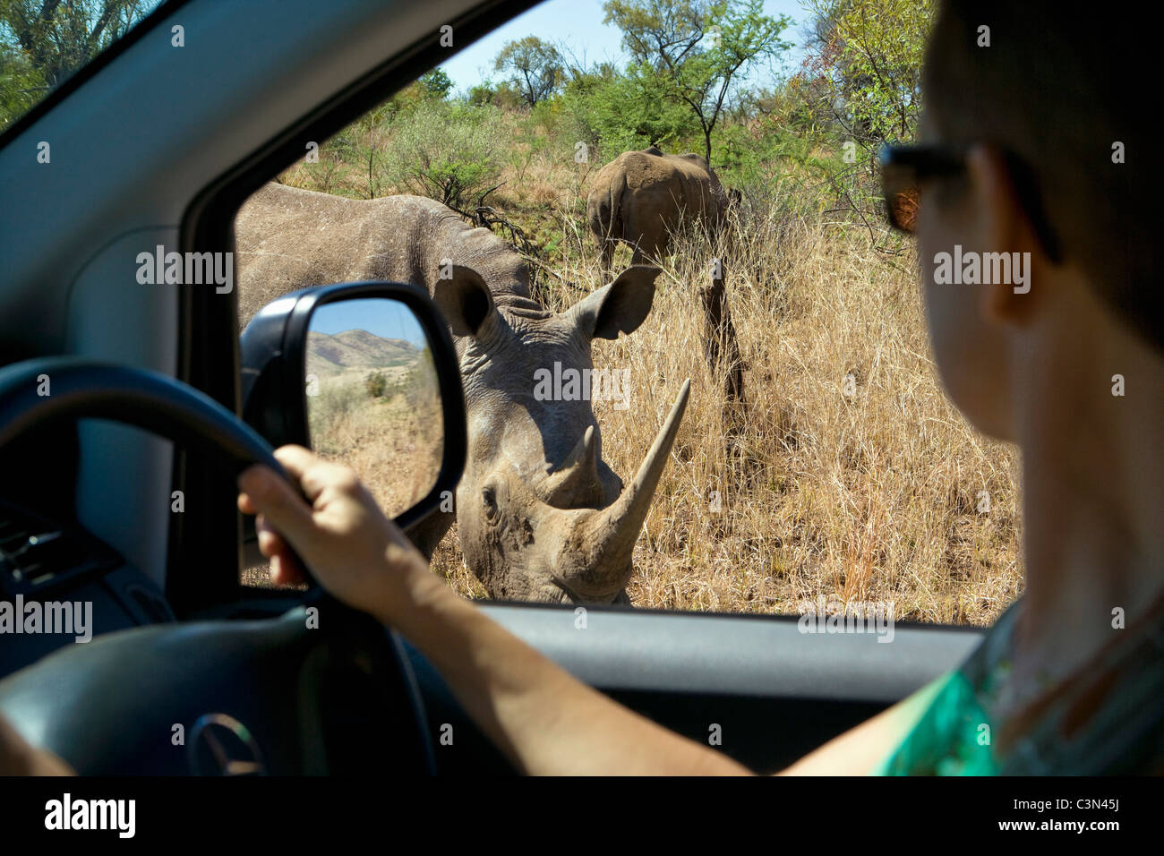Rustenburg, Pilanesberg National Park Breitmaulnashorn, Ceratotherium Simum, in der Nähe von touristischen, Frau im Auto Stockfoto