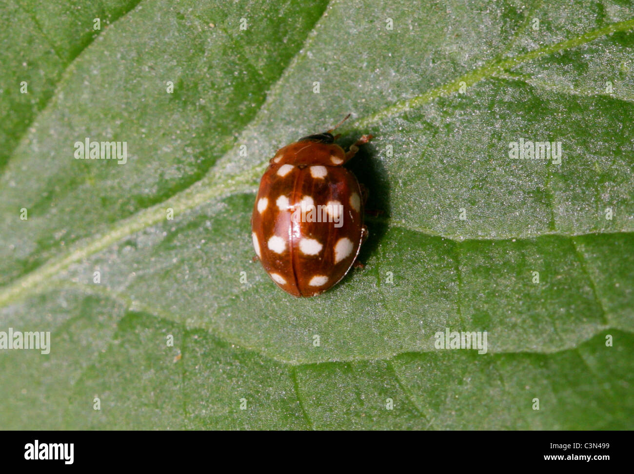 Creme Spot Ladybird, Calvia Quatuordecimguttata oder Calvia 14 Guttata, Coccinellidae Stockfoto