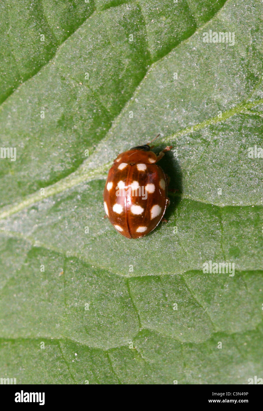 Creme Spot Ladybird, Calvia Quatuordecimguttata oder Calvia 14 Guttata, Coccinellidae, Coleoptera. Stockfoto