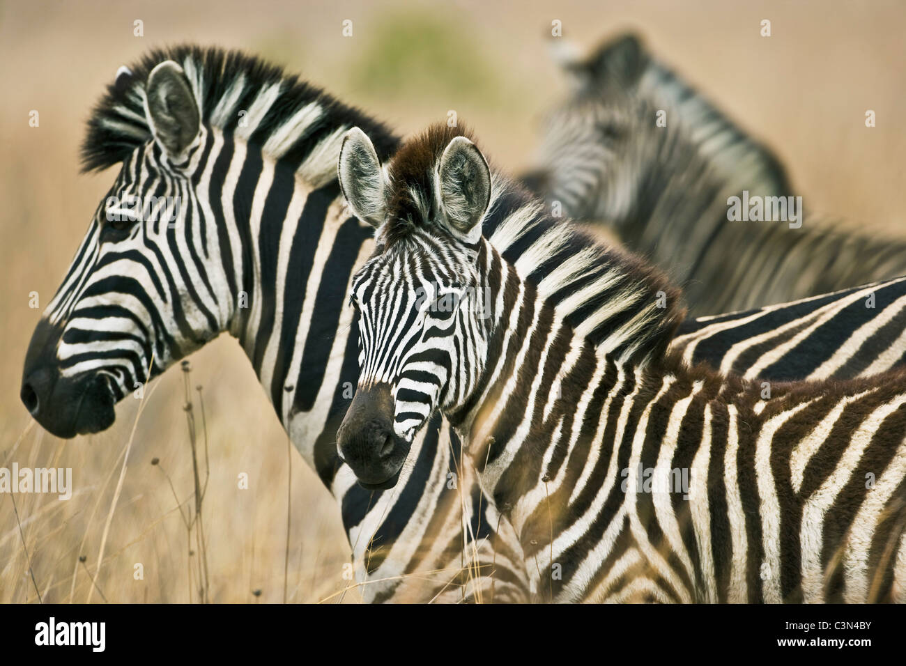 In der Nähe von Rustenburg, Südafrika Pilanesberg National Park. Drei Burchell-Zebras, Equus Burchelli. Stockfoto