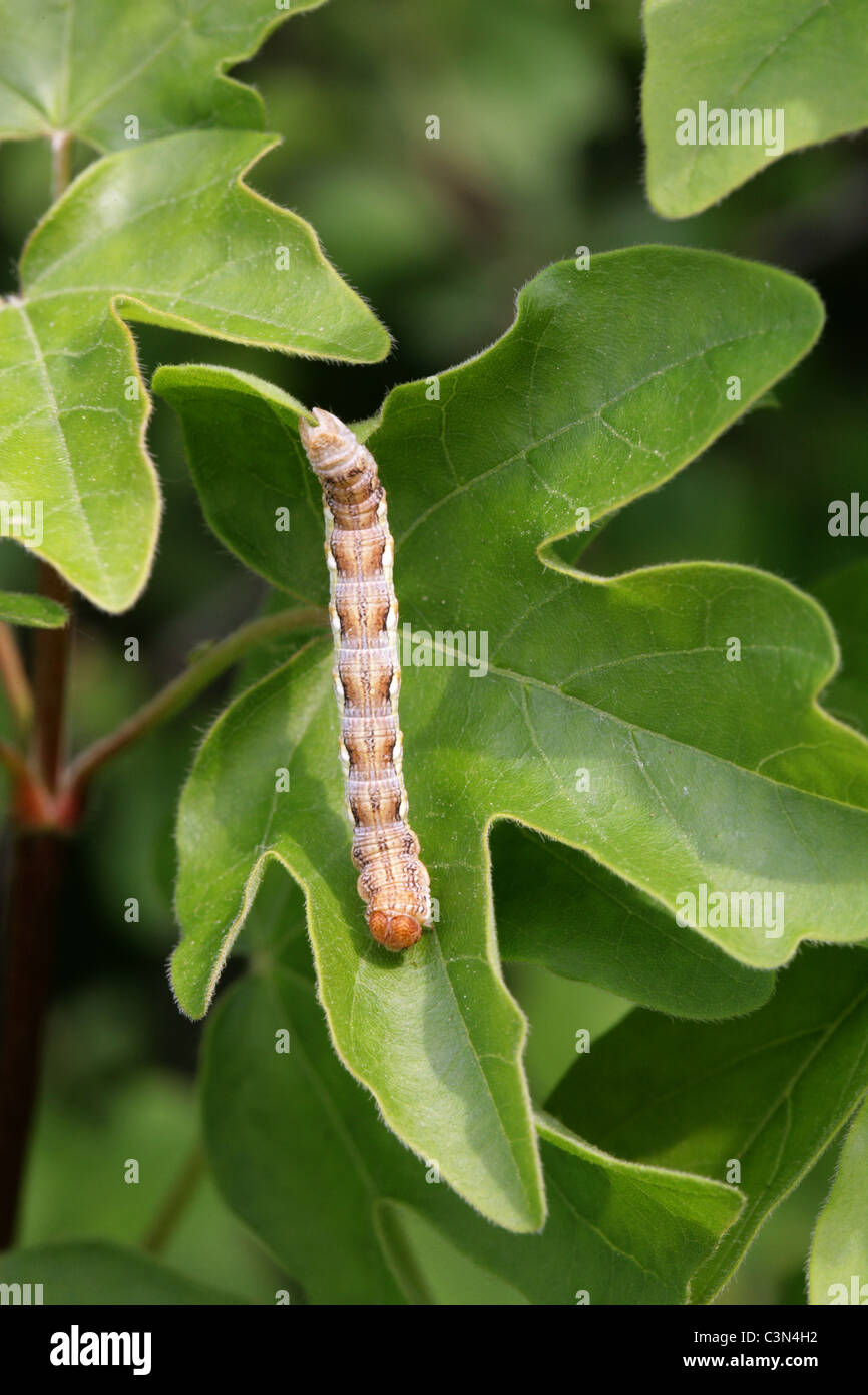 Caterpillar der fleckige Umbra Motte, Erannis Defoliaria, Geometridae. Stockfoto