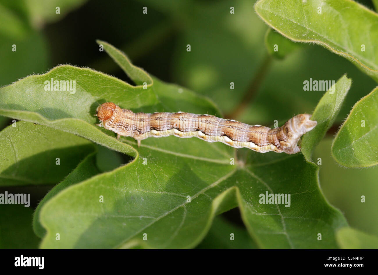 Caterpillar der fleckige Umbra Motte, Erannis Defoliaria, Geometridae. Stockfoto