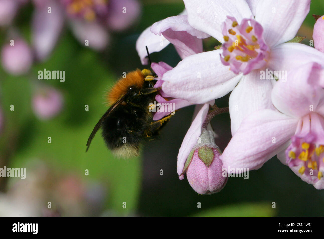 Baum-Hummel, Bombus Hypnorum, Apidae, Hymenoptera. Stockfoto
