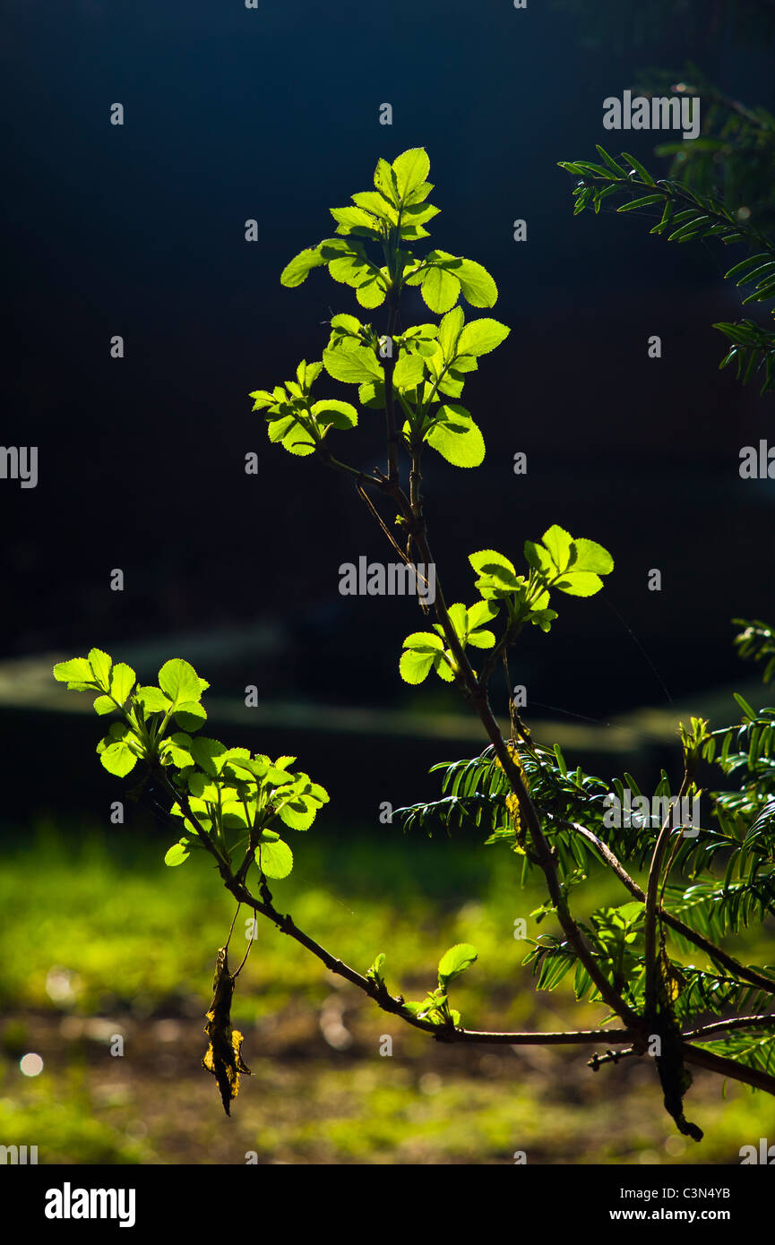 frische Frühlingsluft fährt Leuchten im März Sonnenschein und letzten Jahre tot hängen bereit, Tropfen Stockfoto