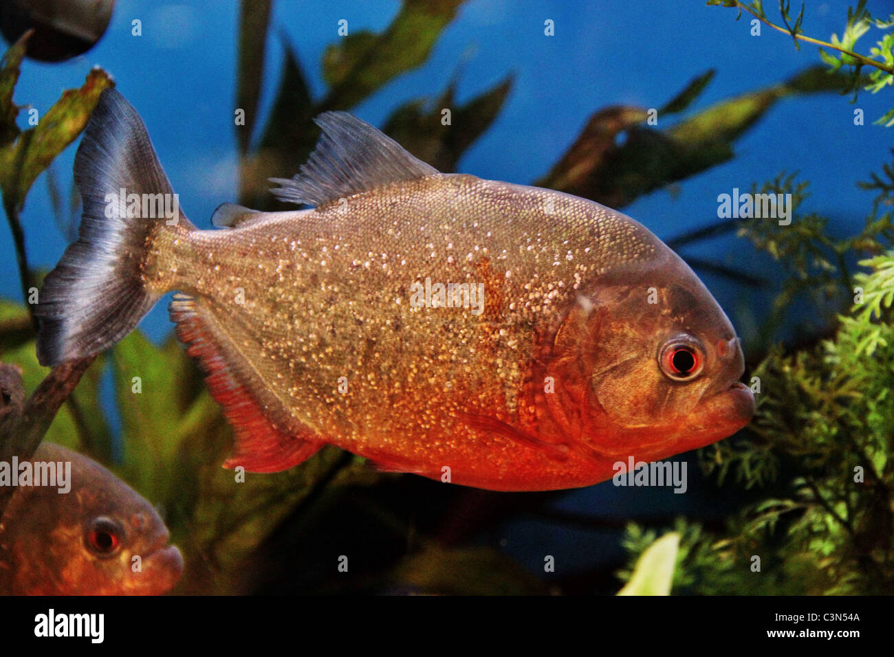 Piranha Fish Fotos Und Bildmaterial In Hoher Aufl sung Alamy