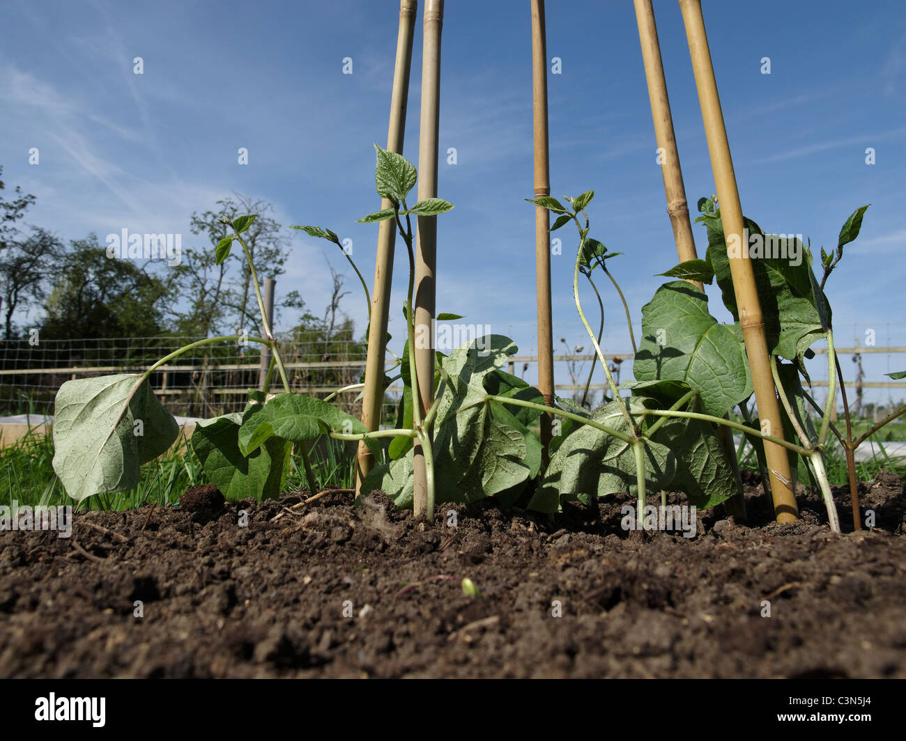 Stangenbohnen (Phaseolus Coccineus) in einem Hochbeet Gemüse wächst. Lincolnshire, England. Stockfoto