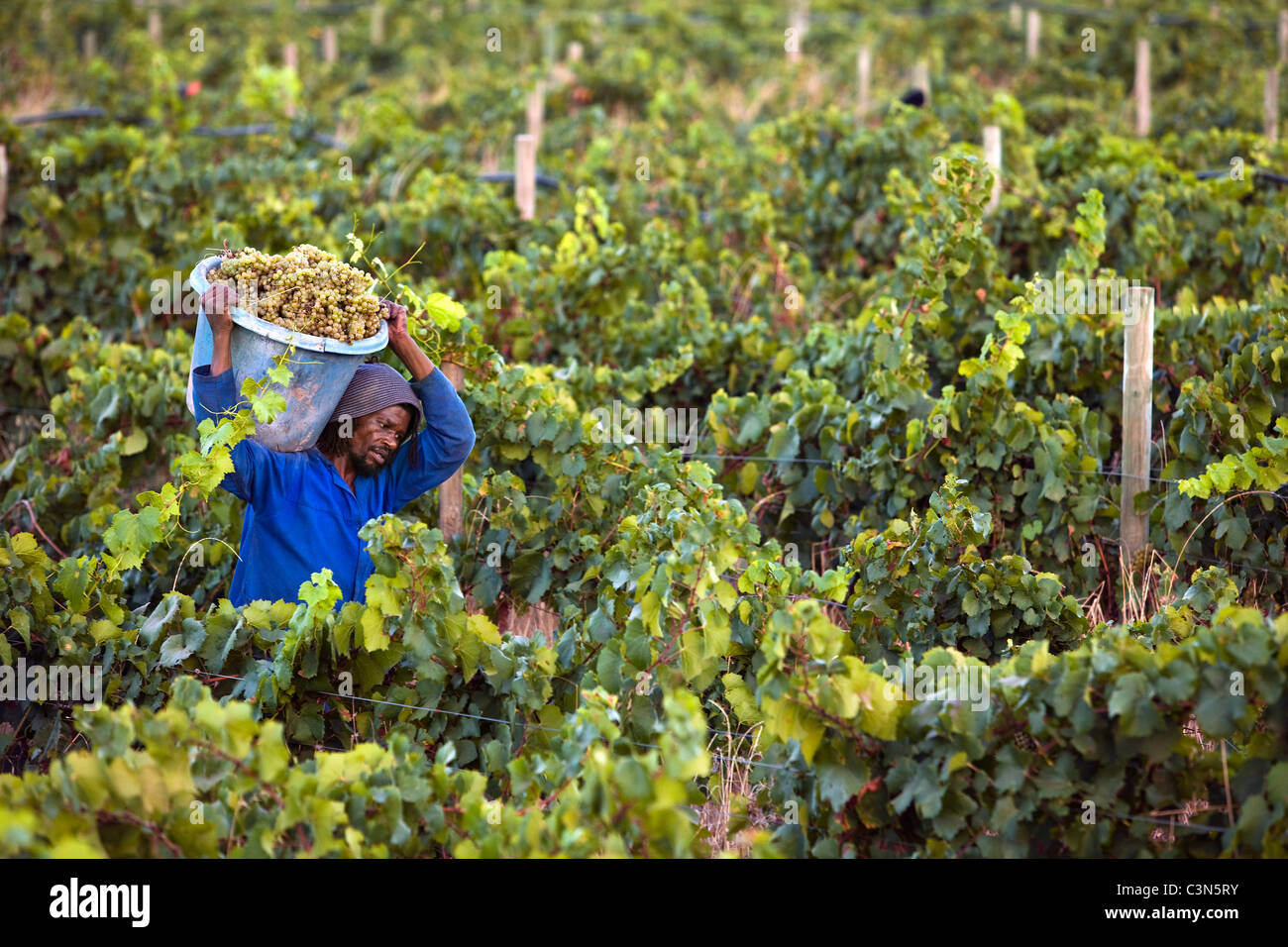 Südafrika, Western Cape, Paarl, Klein Parys Vineyards, Ernte der Trauben. Stockfoto