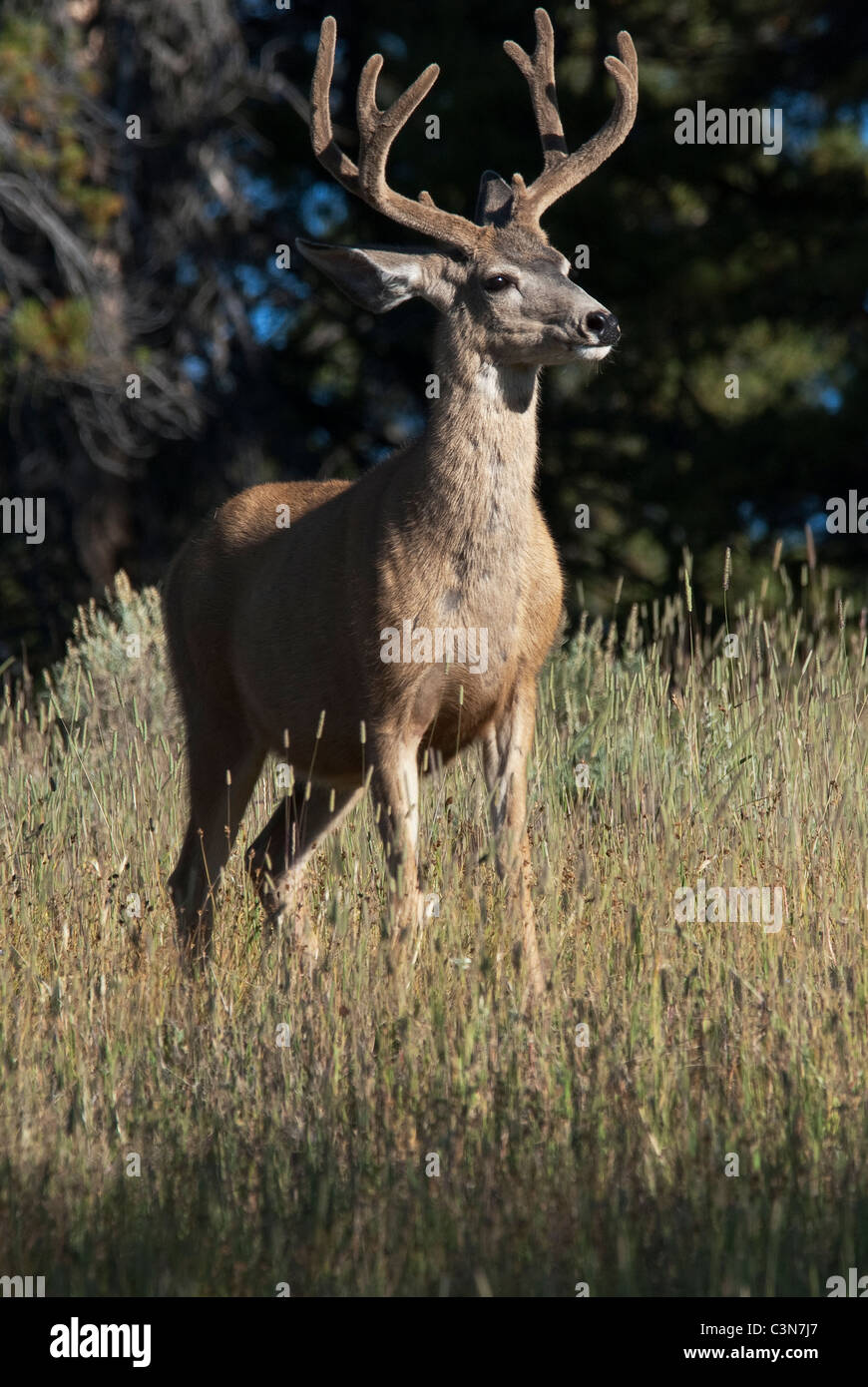 Mule Deer Odocoileus Hemionus buck Yellowstone National Park in Wyoming USA Stockfoto