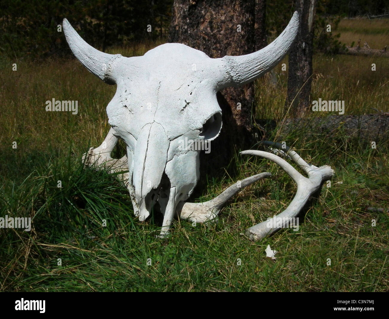 Bison Schädel Yellowstone Nationalpark Wyoming USA Stockfoto