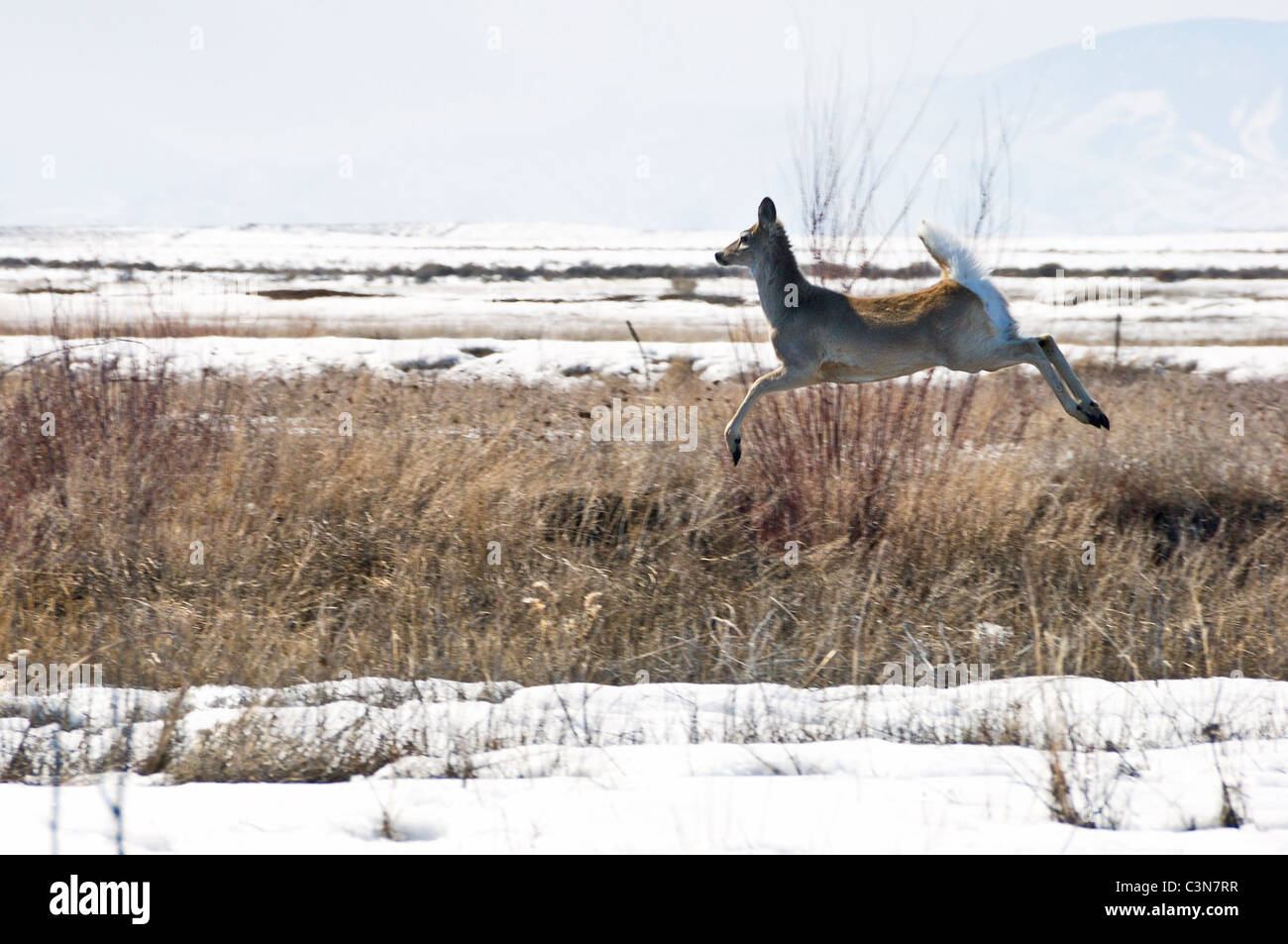 Whitetail Deer springt in schneebedeckten Feld in Camas National Wildlife Refuge, Idaho Stockfoto