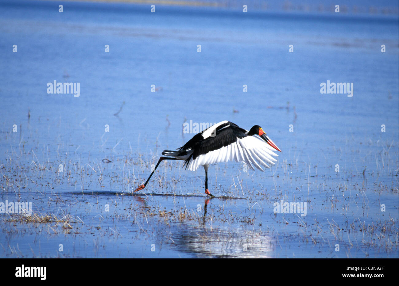 Zimbabwe. in der Nähe von Kariba. Lake Kariba. Sattel in Rechnung Storch (Nahrung Senegalensis). Niederländisch: Zadelbekooievaar. Stockfoto