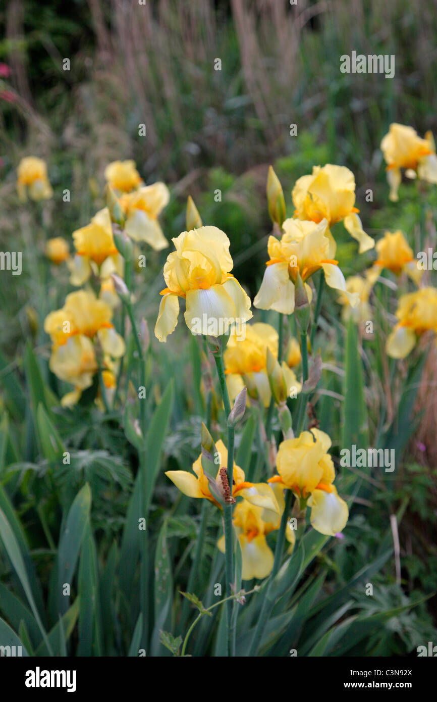 Iris 'Blass Primrose' - hohe Bartiris Stockfoto