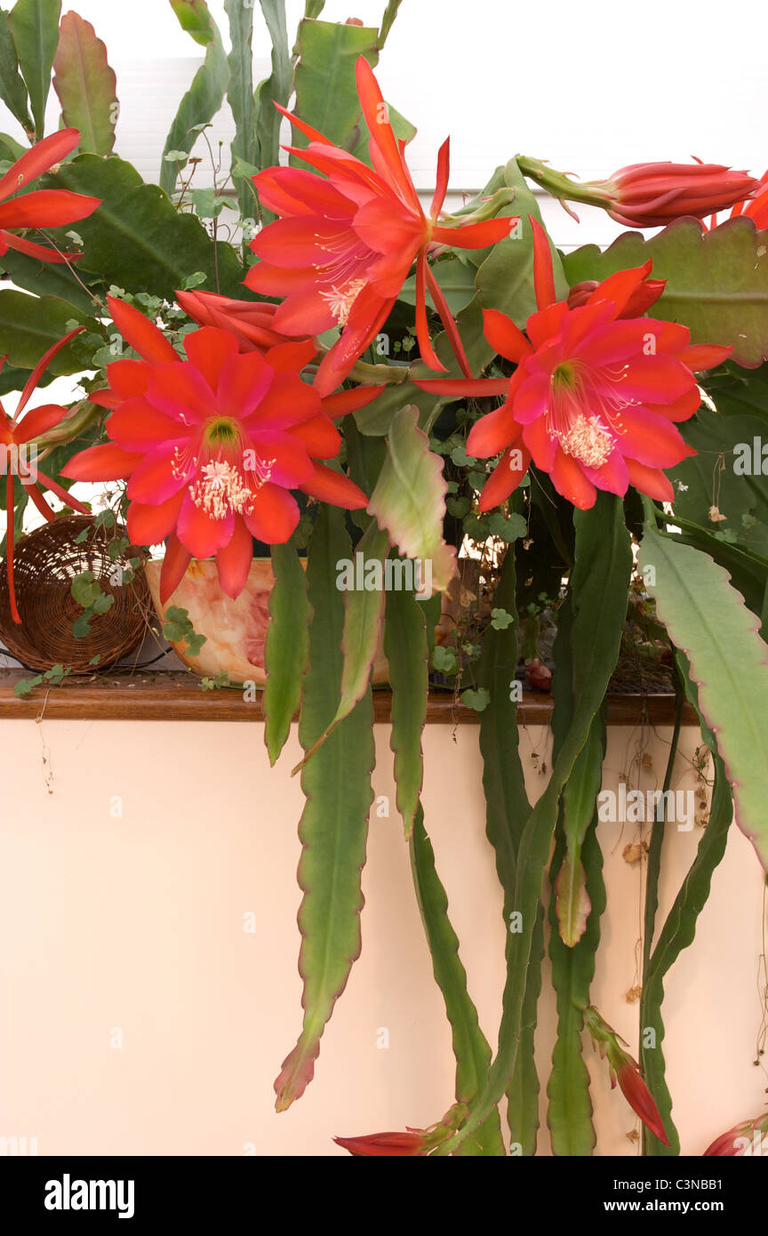 Epiphyllum "Etwas frech" roter Kaktus Blumen im Wintergarten Stockfoto