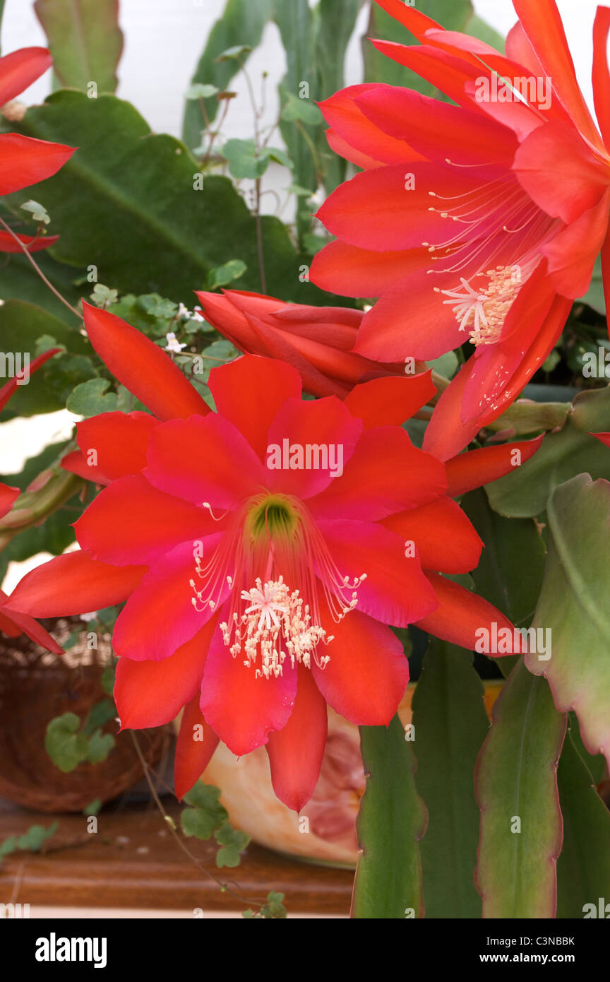 Epiphyllum "Etwas frech" roter Kaktus Blumen im Wintergarten Stockfoto