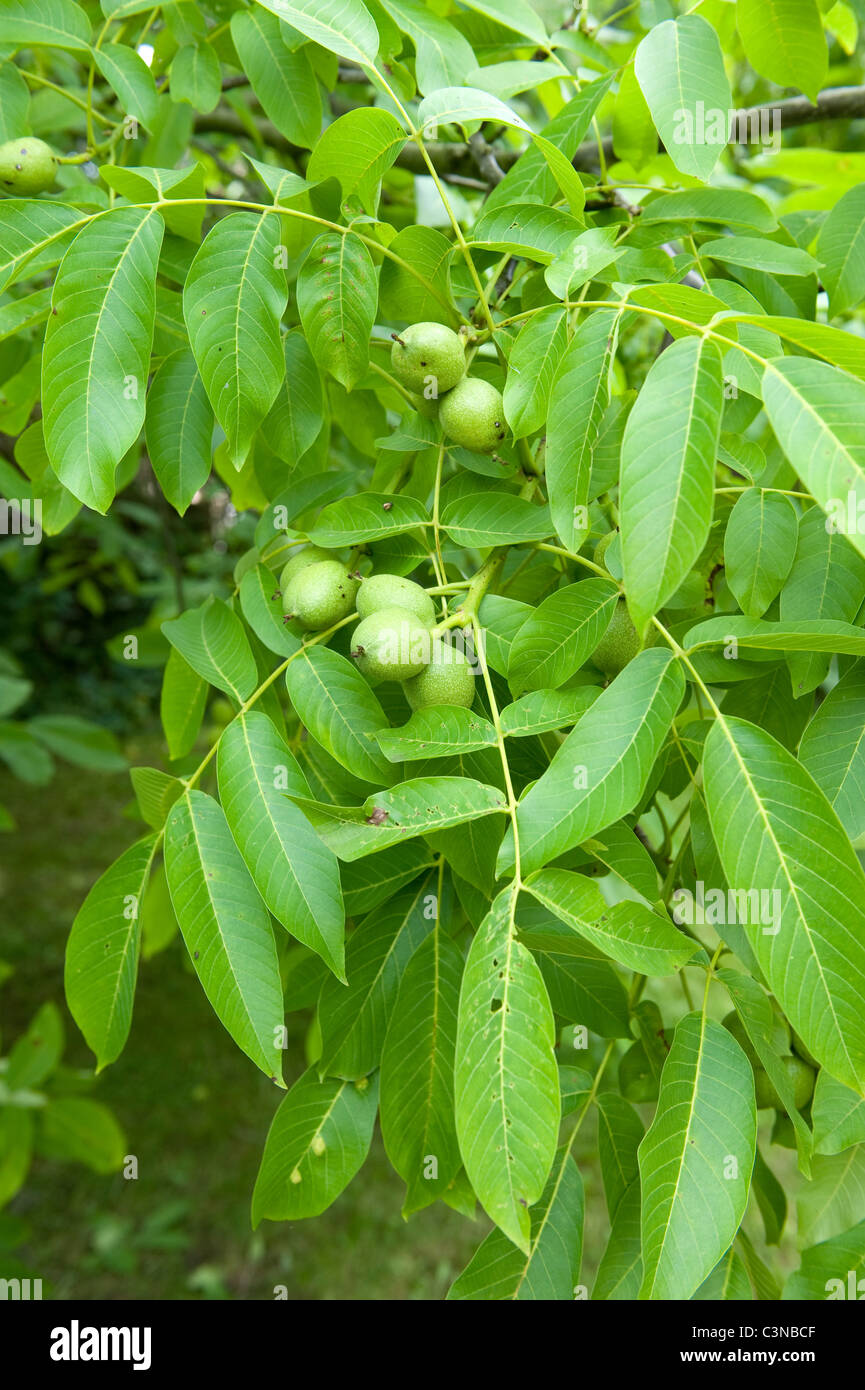 Der Baum des Jahres 2008, die Walnuss Stockfoto