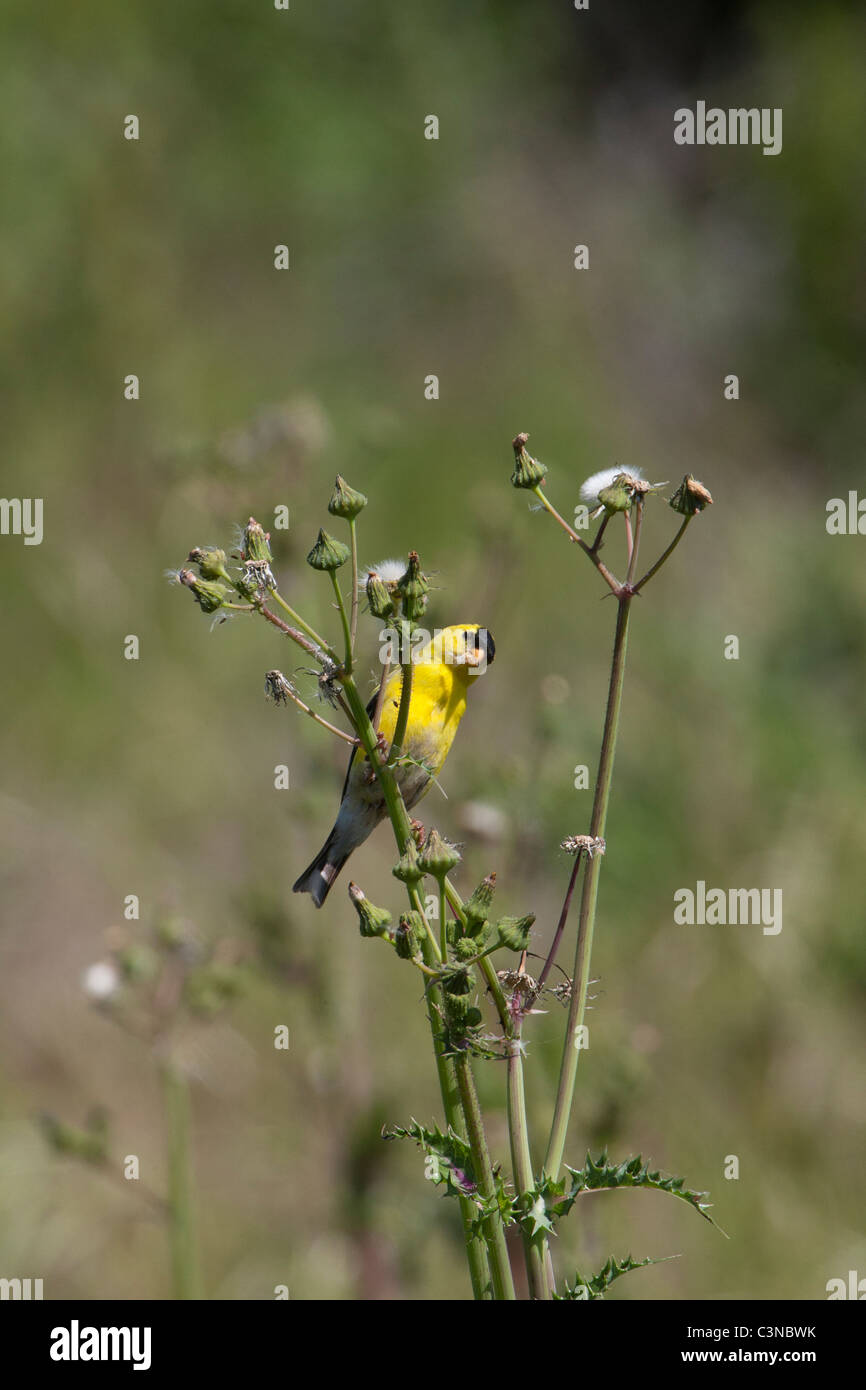 Amerikanischer Goldfinch, männlich Stockfoto