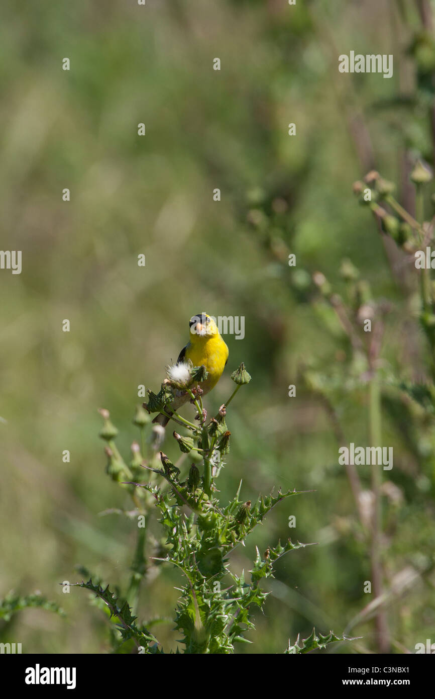 Amerikanischer Goldfinch, männlich Stockfoto