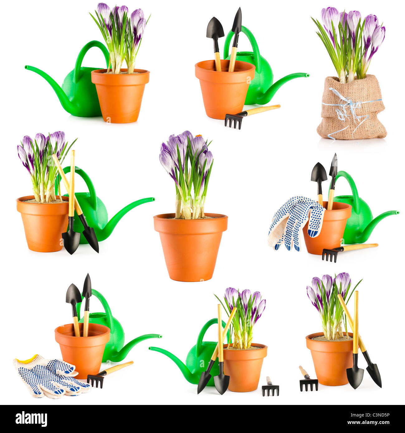 Gartenarbeit-Hintergrund. Satz von Gartengeräten blühen und Violette Krokusse in Terrakotta Blumentopf auf weißem Hintergrund Stockfoto