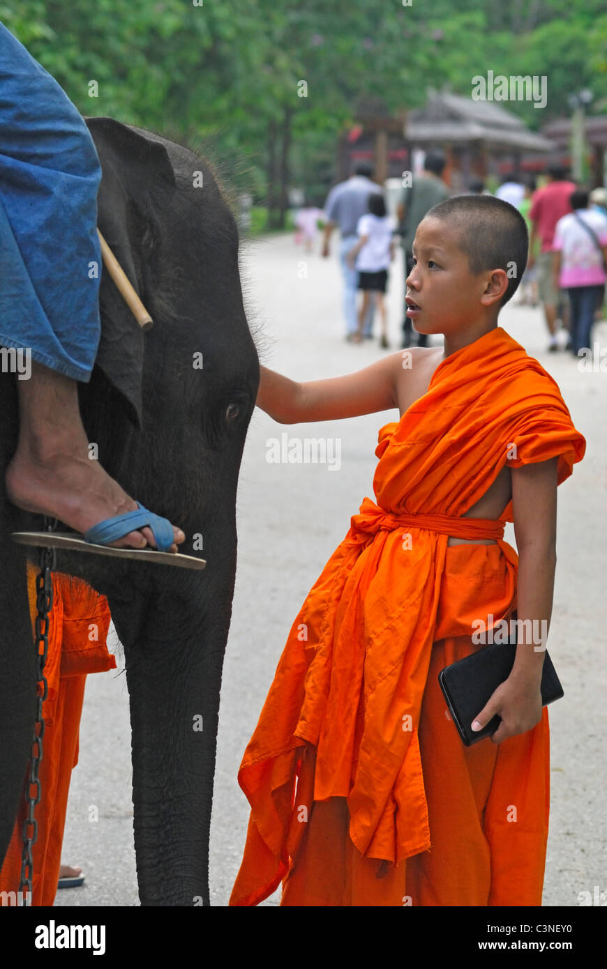 Junge Novize mit Elefanten, Lampang, Thailand Stockfoto