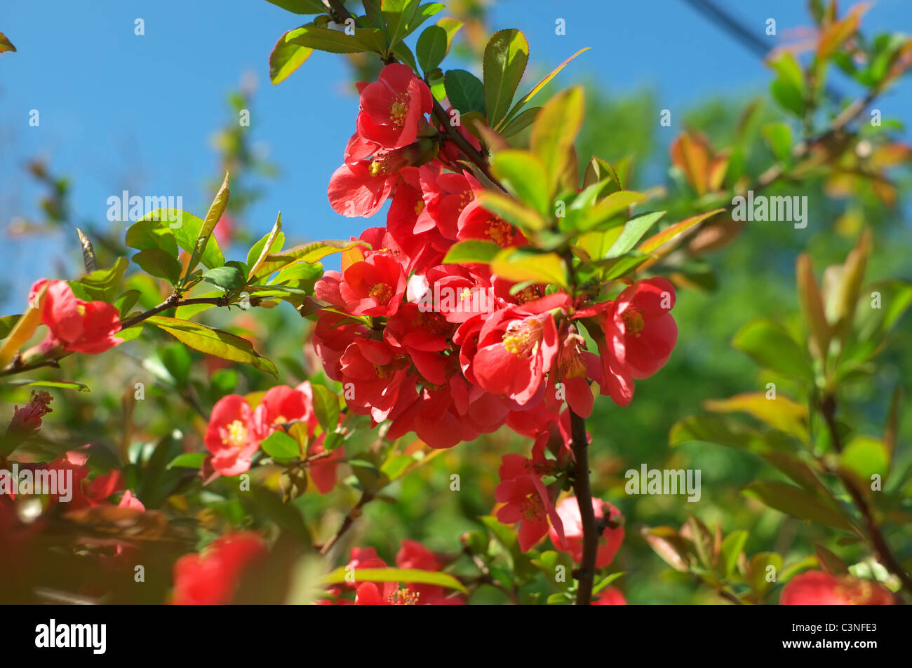 Japonica Chaenomeles blühende Quitte Stockfoto