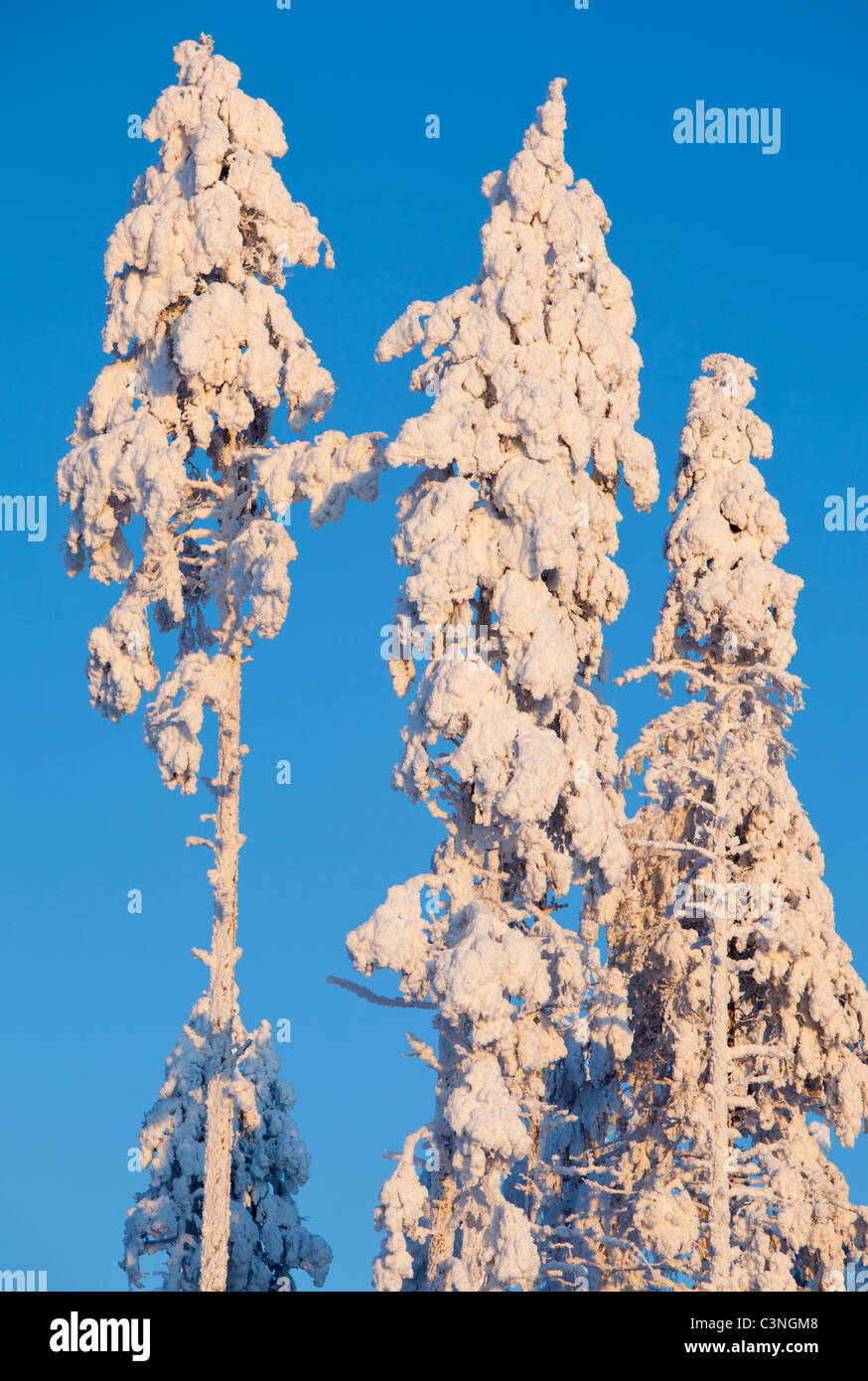 Verschneite Baumwipfel Kiefer (Pinus Sylvestris) im Winter, Finnland Stockfoto