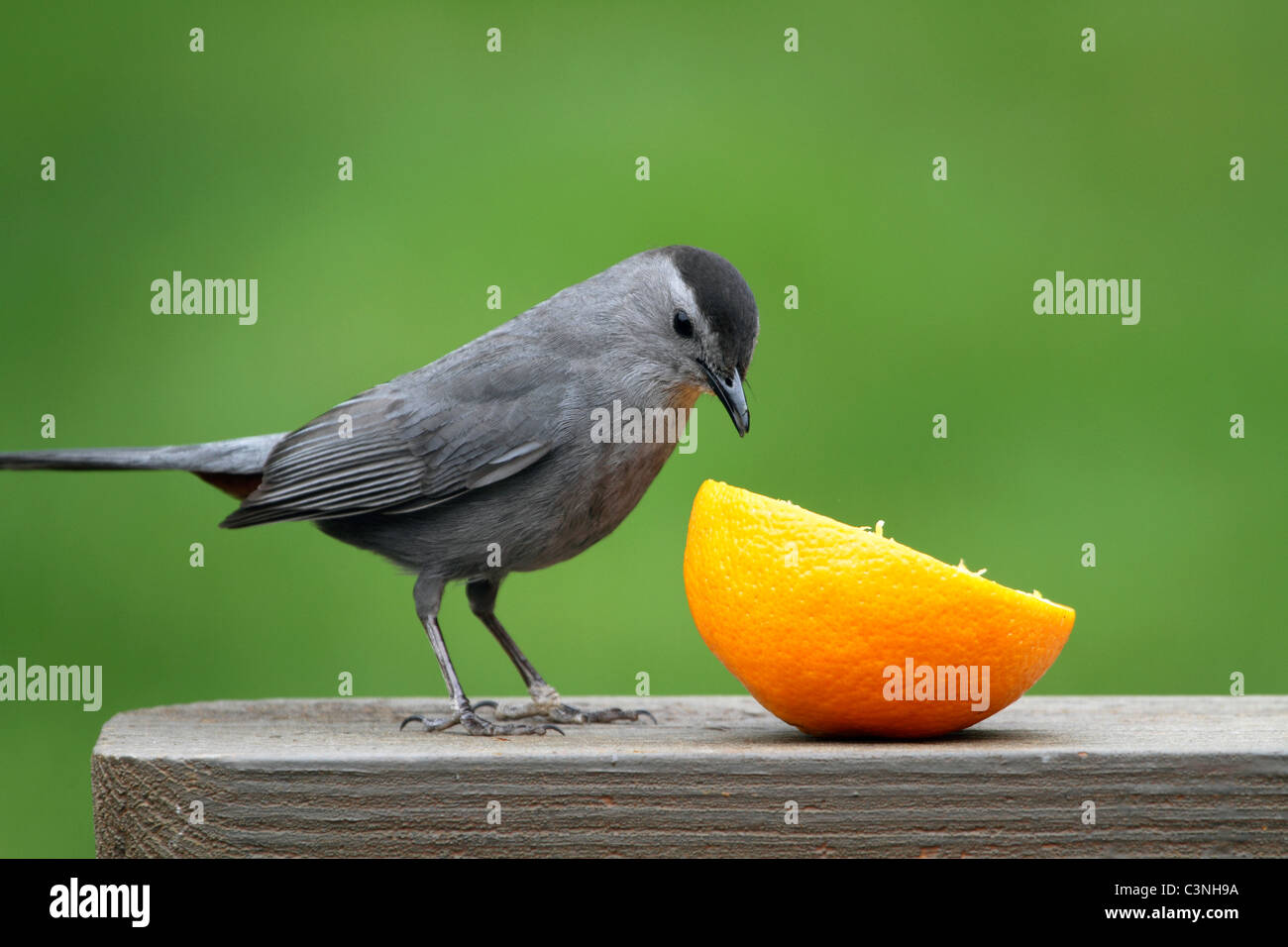 Eine graue Catbird, Dumetella Carolinensis, Vorbereitung, eine Orange zu essen. Passaic, New Jersey, USA, Nordamerika Stockfoto
