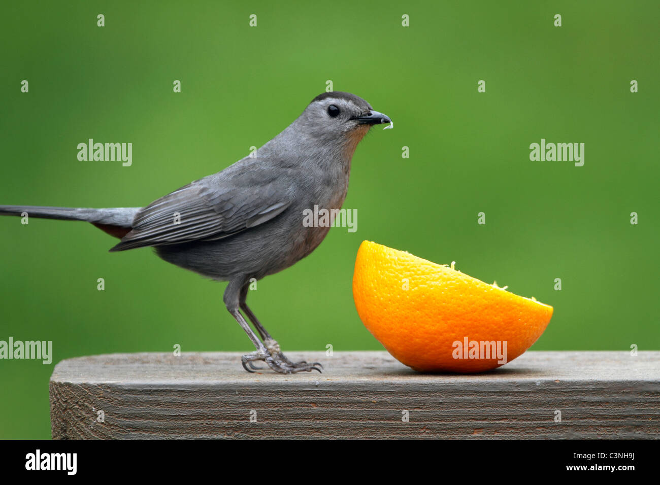 Eine graue Catbird, Dumetella Carolinensis, Vorbereitung, eine Orange zu essen. Passaic, New Jersey, USA, Nordamerika Stockfoto