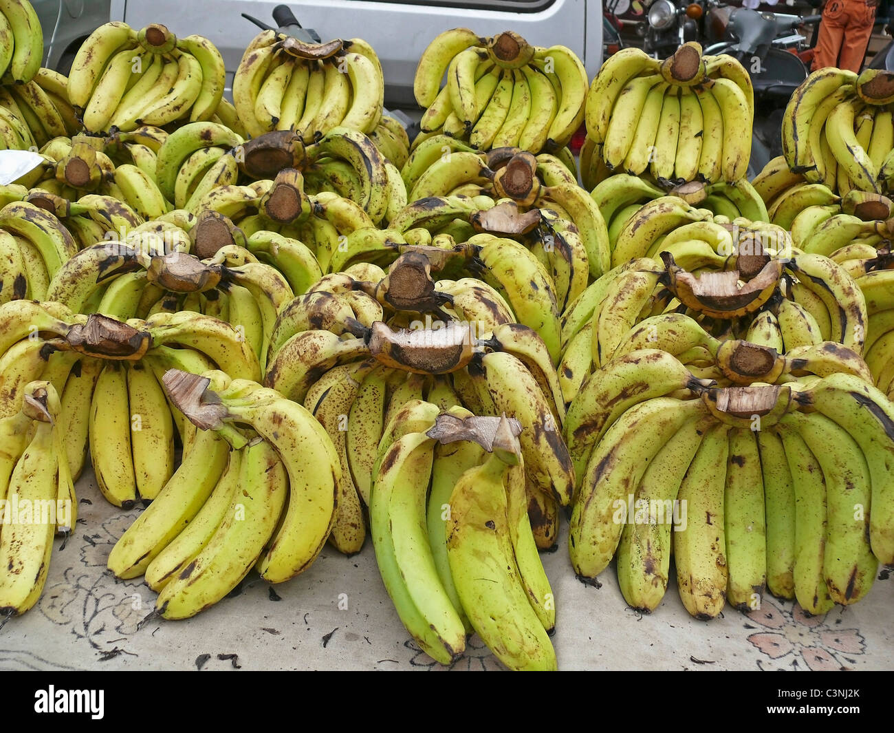 Bananen, Musa X paradisiaca L, Musaceae Stockfoto