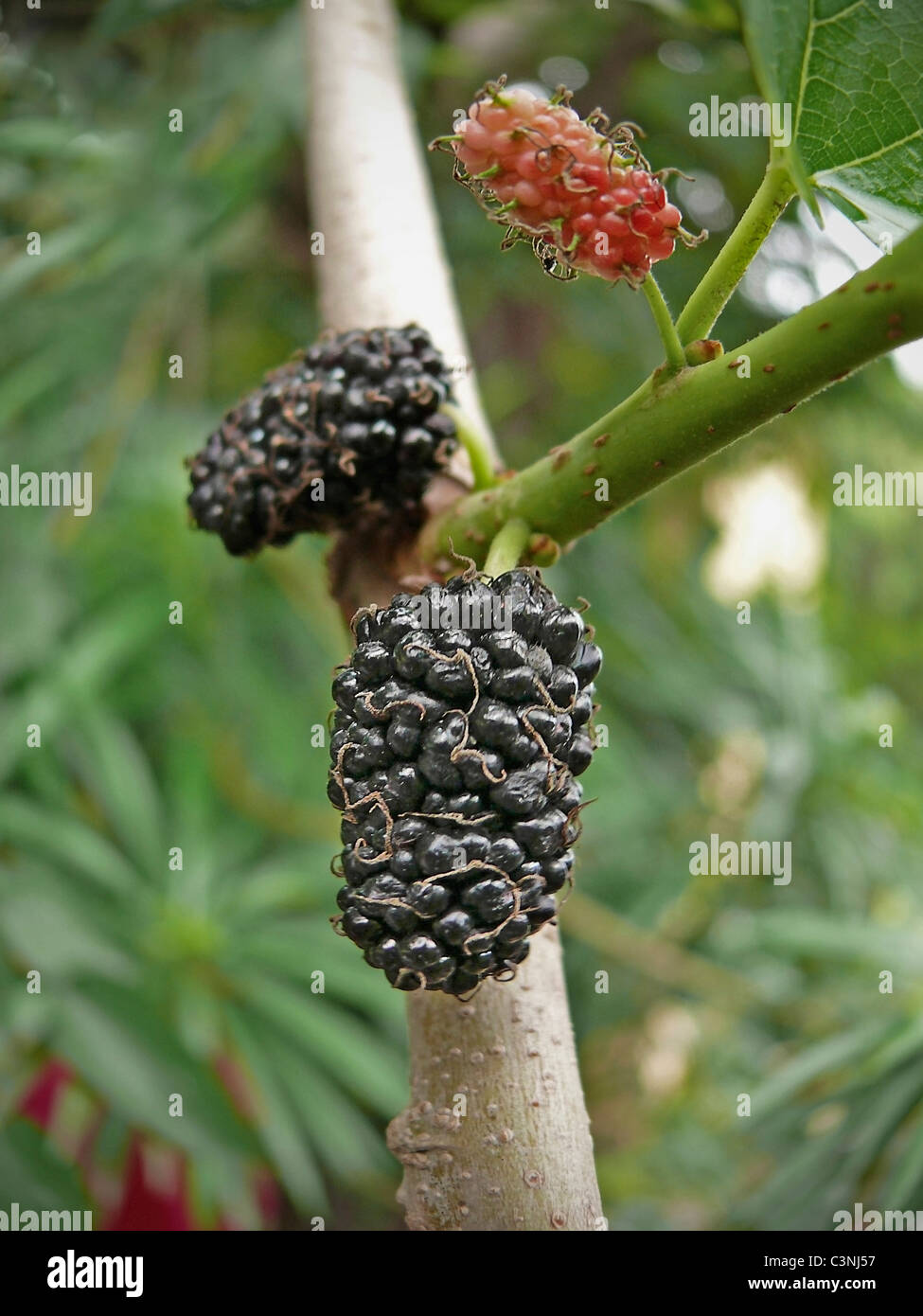 Schwarzer maulbeerbaum Fotos und Bildmaterial in hoher Auflösung Alamy