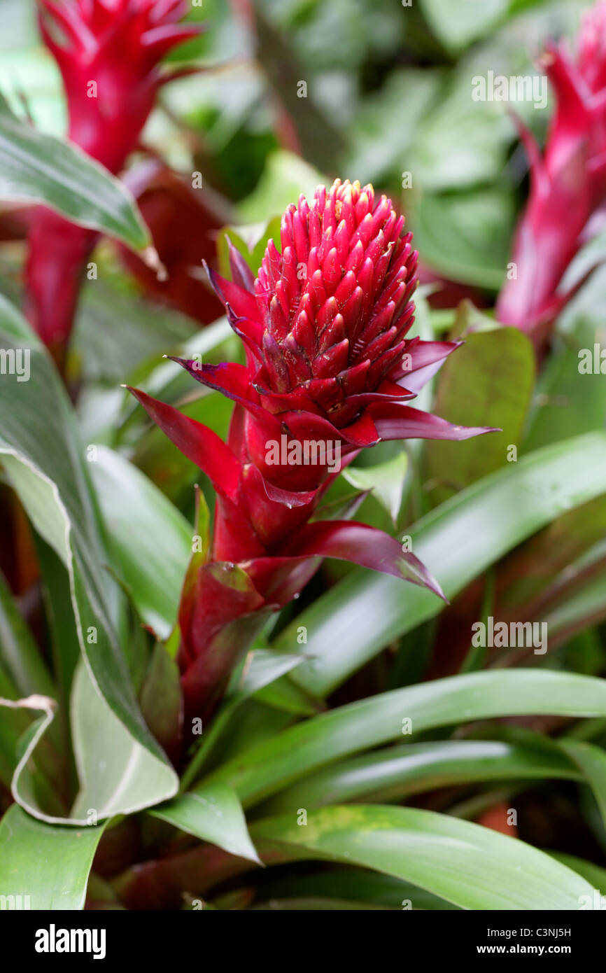 Red bromeliad Fotos und Bildmaterial in hoher Auflösung Alamy