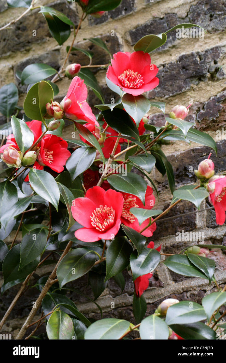 Kamelie, Camellia Japonica "Kimberley", Theaceae. Stockfoto