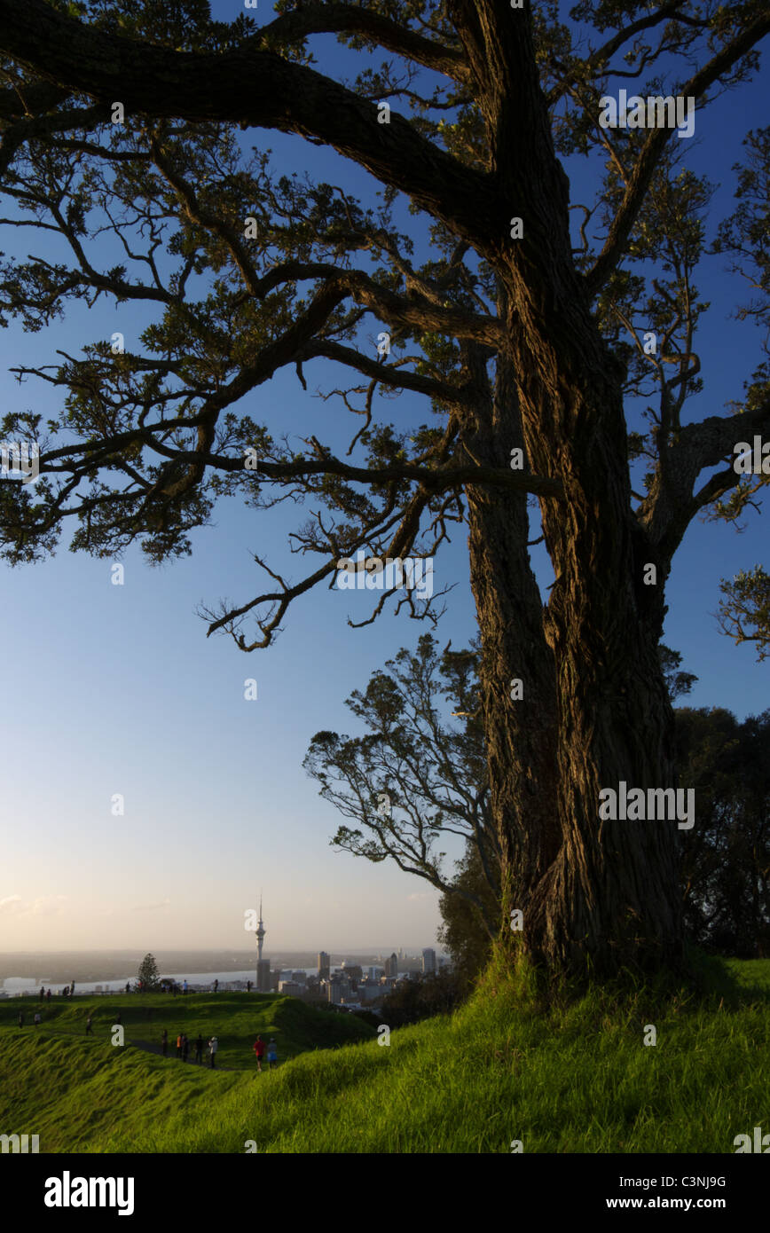 Auckland Skyline einschließlich Sky Tower gesehen vom Mt Eden, der höchste natürliche Punkt in Auckland. Stockfoto