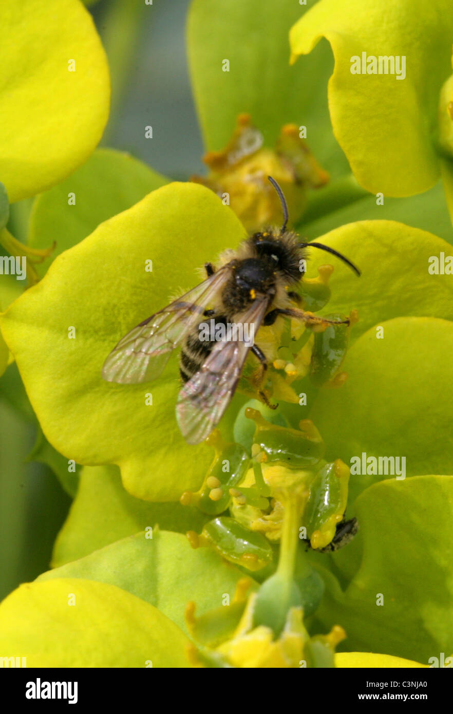 Davies' Mining Bee, Colletes Daviesanus, Colletinae, Apoidea, Taillenwespen, Hymenoptera. Fütterung auf Wolfsmilch Blumen. Stockfoto