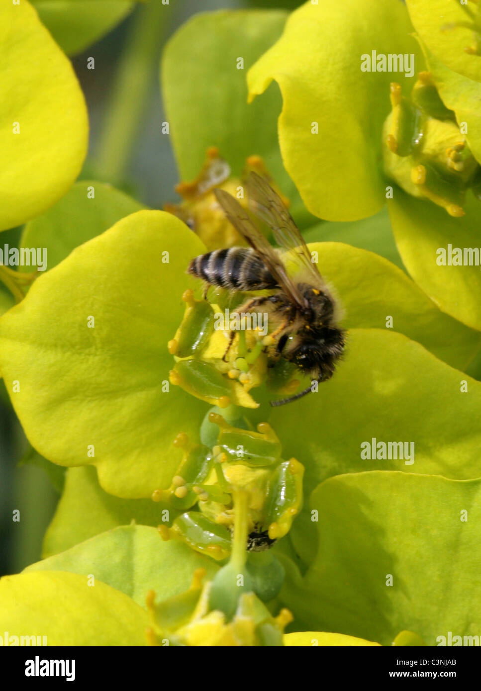 Davies' Mining Bee, Colletes Daviesanus, Colletinae, Apoidea, Taillenwespen, Hymenoptera. Fütterung auf Wolfsmilch Blumen. Stockfoto