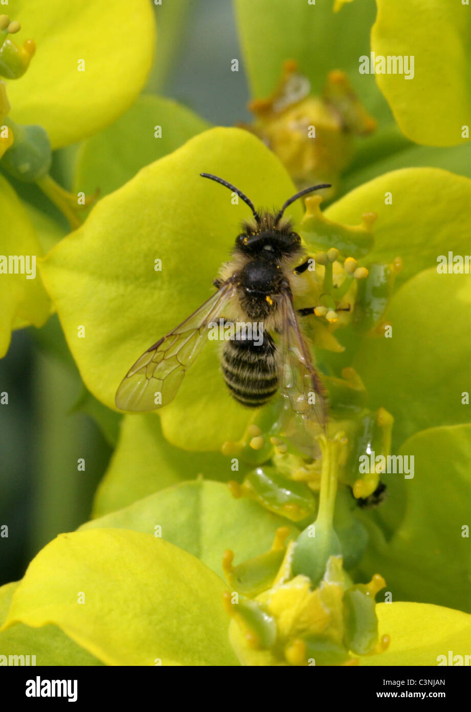 Davies' Mining Bee, Colletes Daviesanus, Colletinae, Apoidea, Taillenwespen, Hymenoptera. Fütterung auf Wolfsmilch Blumen. Stockfoto