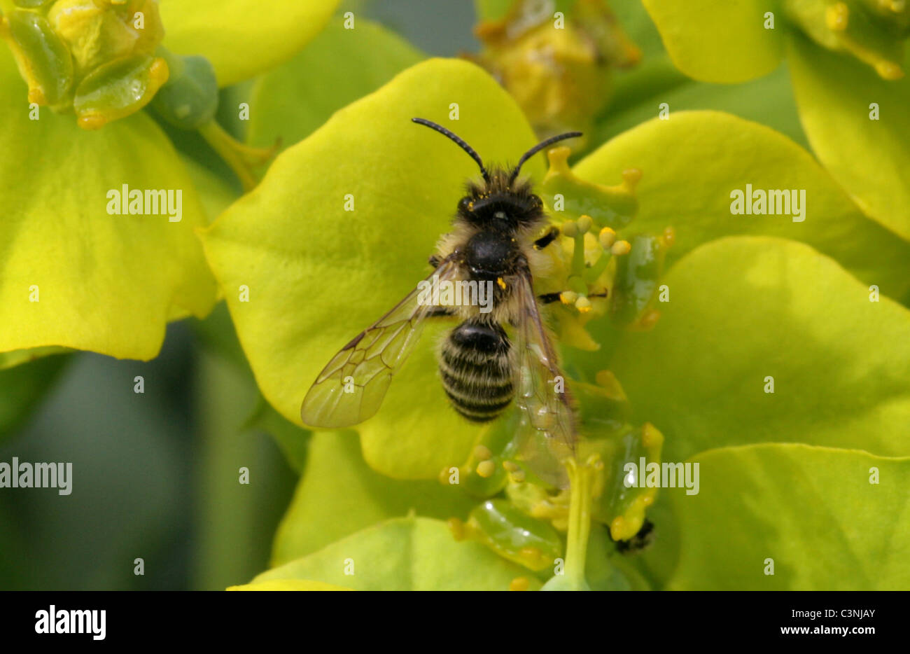 Davies' Mining Bee, Colletes Daviesanus, Colletinae, Apoidea, Taillenwespen, Hymenoptera. Fütterung auf Wolfsmilch Blumen. Stockfoto
